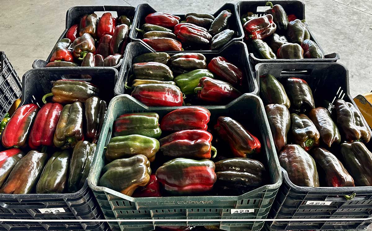 Peperone rosso, origine Sicilia, 2,00/2,20 euro al chilo